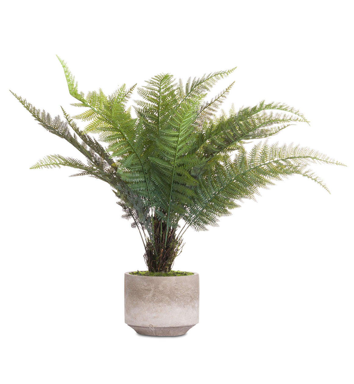 Plant
